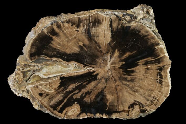 Petrified Wood (Schinoxylon) Slab - Blue Forest, Wyoming #141447
